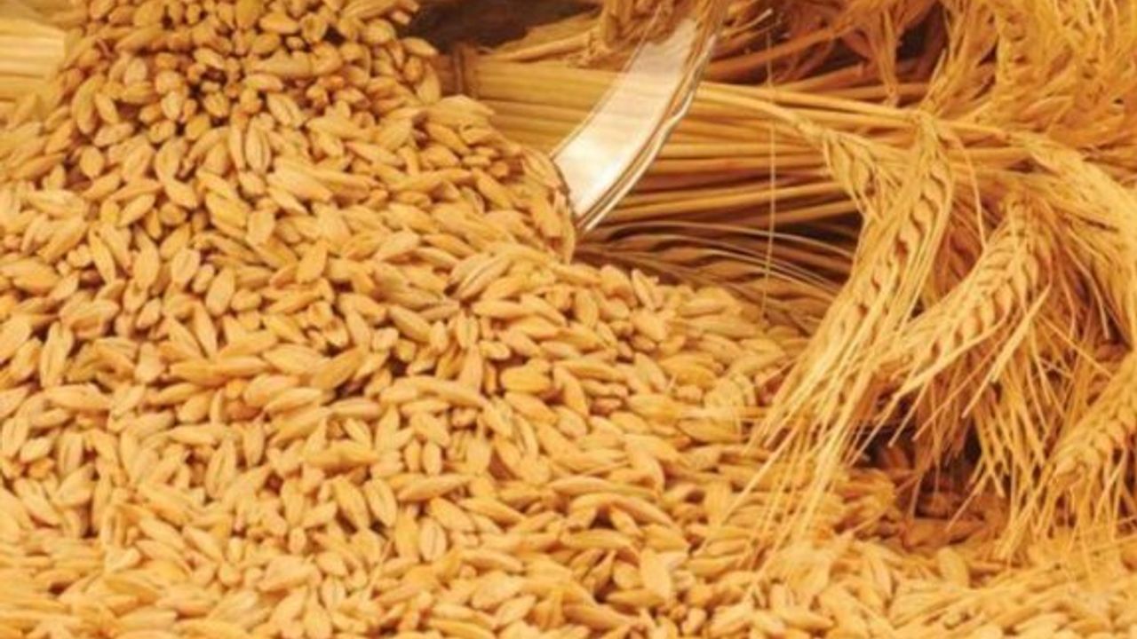 Hayvan yetiştiricilerine arpa desteği veriliyor