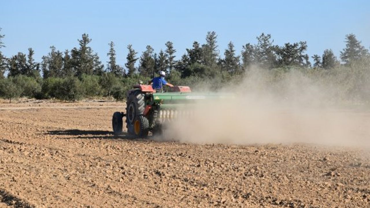 KKTC’nin ilk tescilli arpa çeşidi olan Beşparmak'ın ekimine başlandı