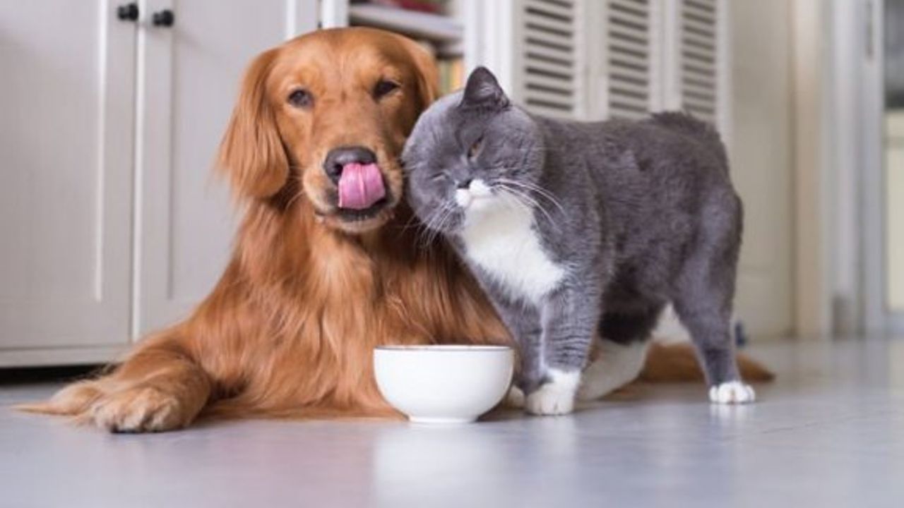 Minik Dostlarınızın Sağlığını Tehdit Edebilecek 7 Gıda