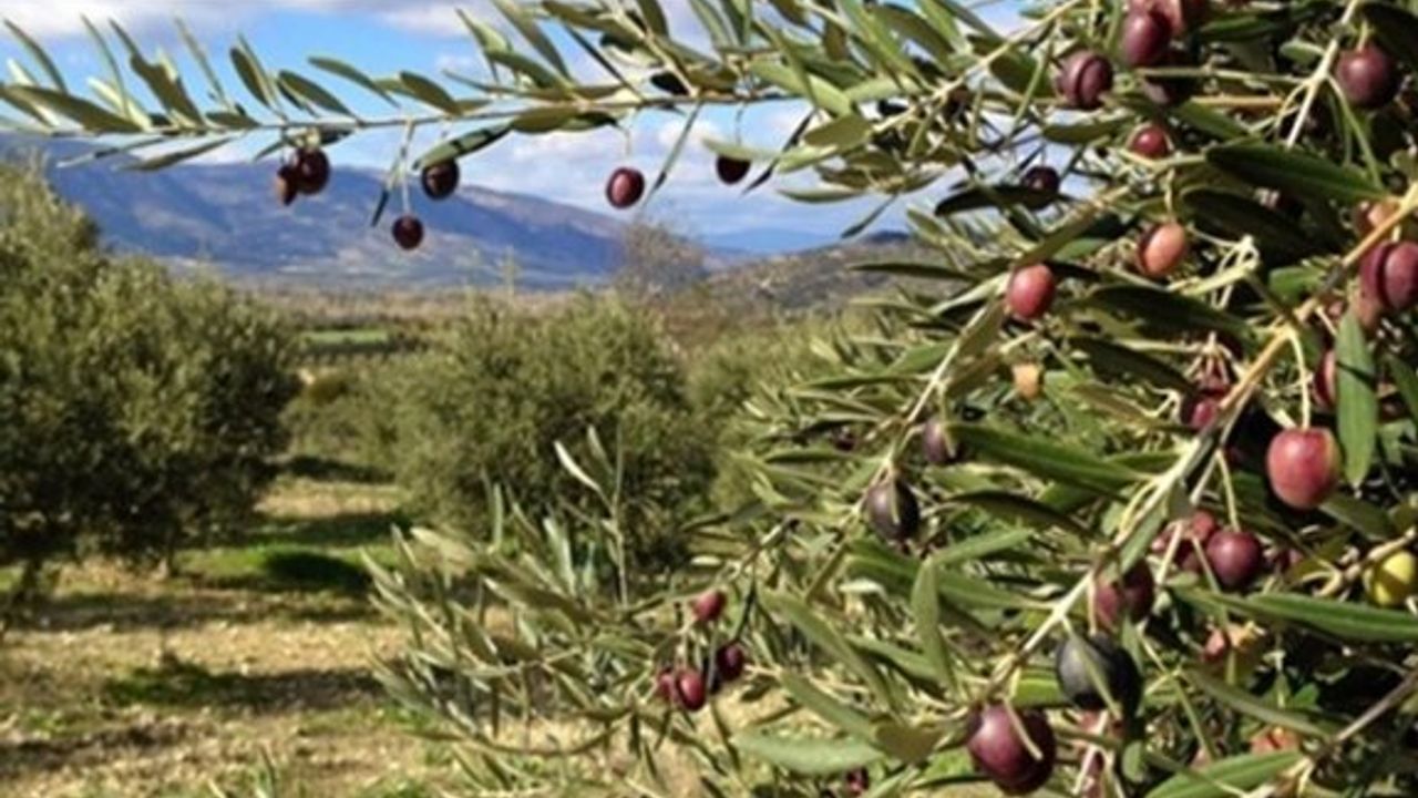 Paşaköy Çiftliğinde bulunan 33 dönüm zeytinler ihale ediliyor
