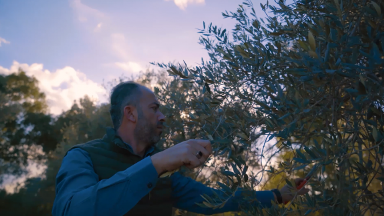 “Yerli zeytinimizin kıymeti bilinmeli, ağaç sayısı artırılmalı”