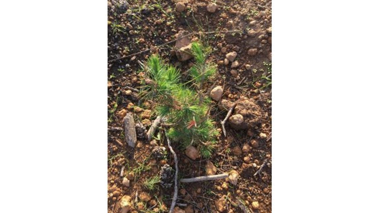 2021-22 yılı ağaçlandırma sezonunda 200 bin adet fidan dikilecek