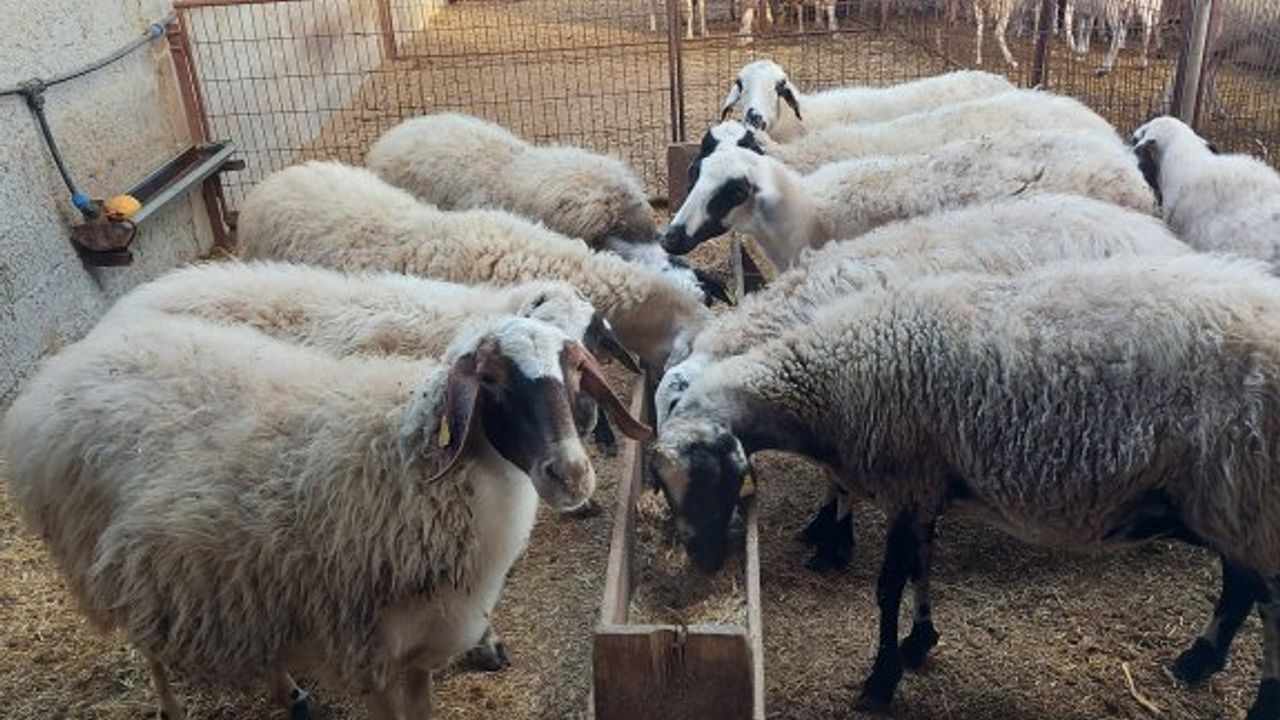 Küçükbaş hayvan sayıları Aralık sonuna kadar bildirilmeli