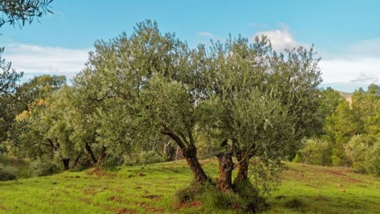 Türkiye zeytin üretiminde rekor kırdı