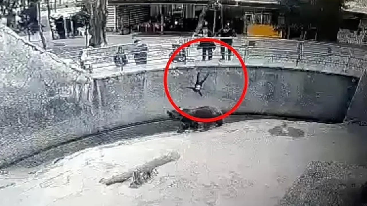 3 yaşındaki kızını ayının önüne attı