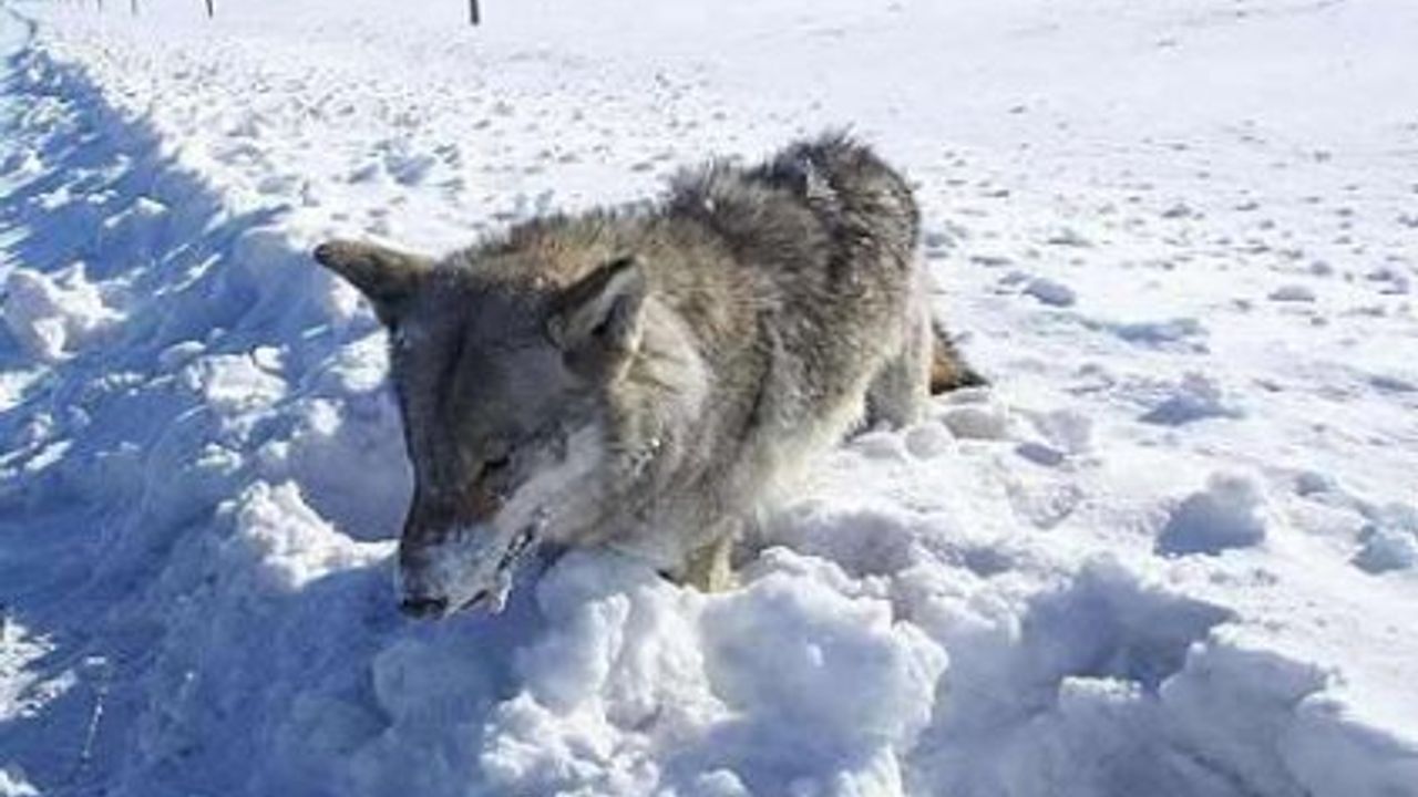 Erzurum'da soğuk hava: Kurt ayakta dondu