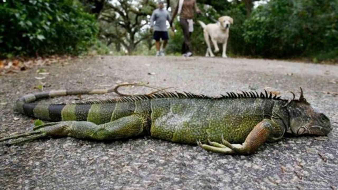Florida'da sıradışı soğuk uyarısı: Kafanıza iguana düşebilir