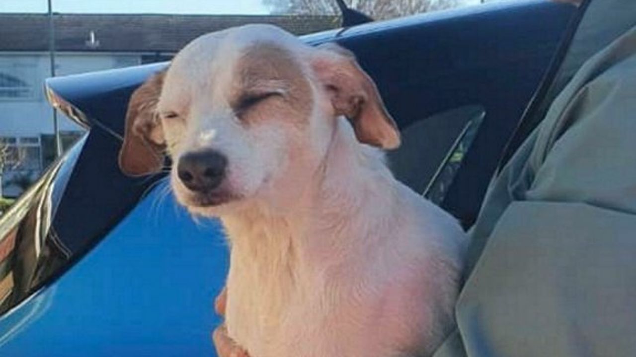 Mahsur kalan köpek için ‘sosisli drone’ operasyonu