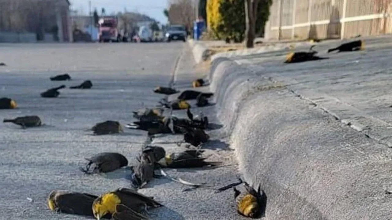 Meksika’da gökyüzünden yüzlerce ölü kuş yağdı