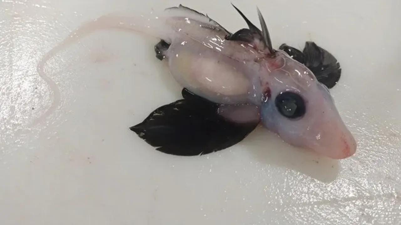 Yeni Zelanda'da nadir görülen hayalet köpek balığı yavrusu bulundu
