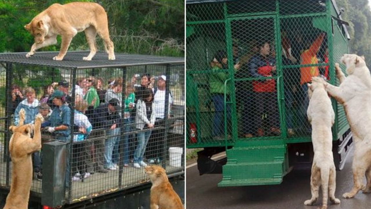 Lehe Ledu Wildlife Zoo: Hayvanlar Yerine İnsanları Kafese Kapatan Sıra Dışı Hayvanat Bahçesi