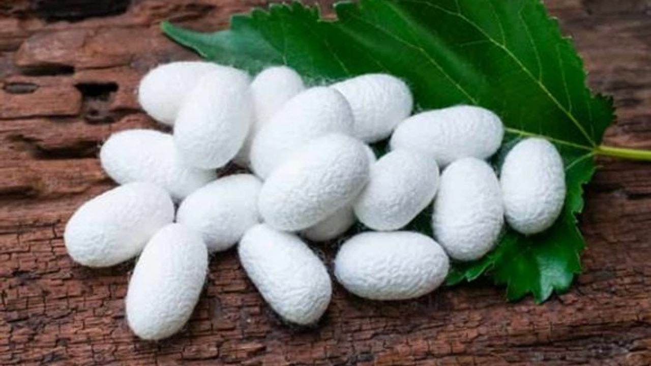 17’nci Kıbrıs İpek Koza Festivali, 30 Nisan-1 Mayıs