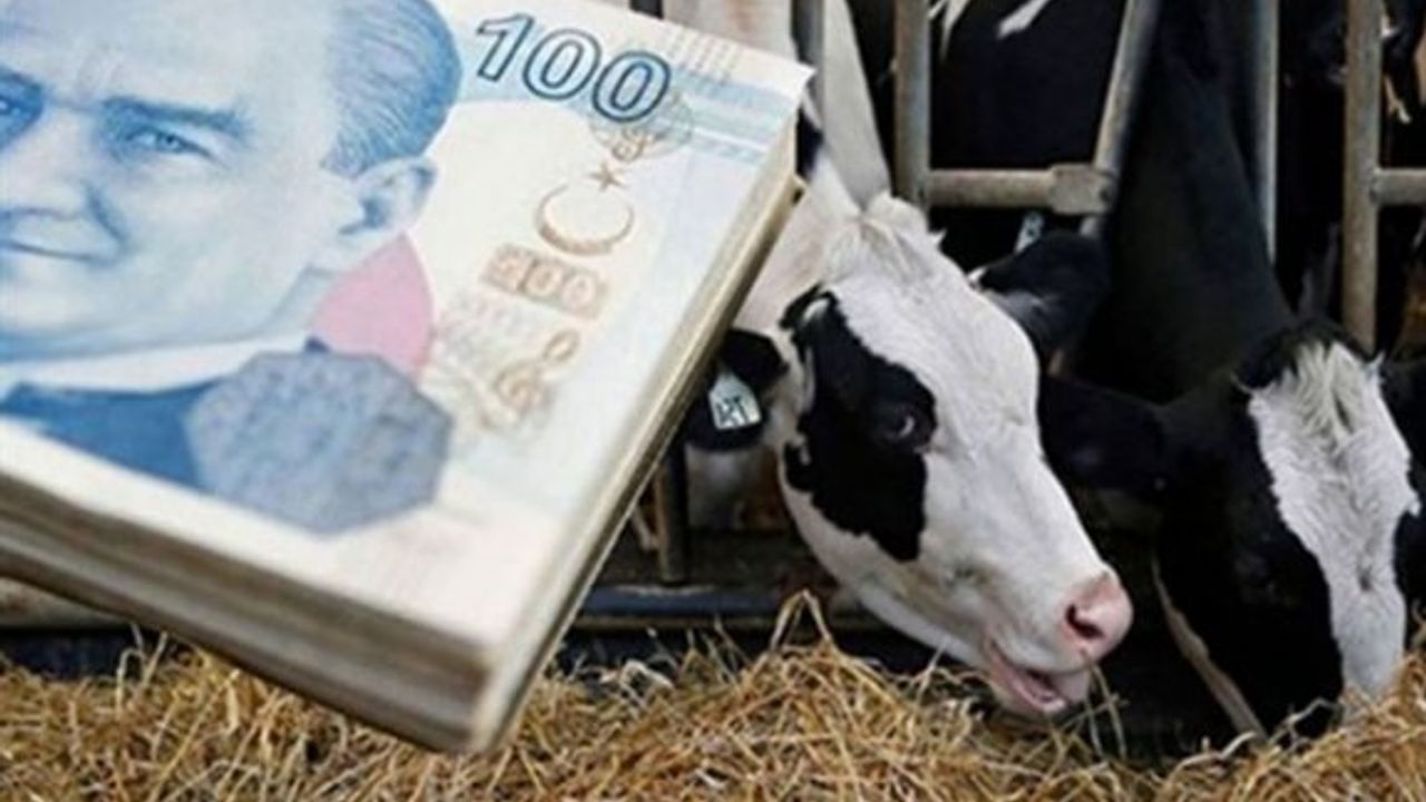 Büyükbaş hayvan düşükleri ve Brucella tazminat ödemeleri yapıldı