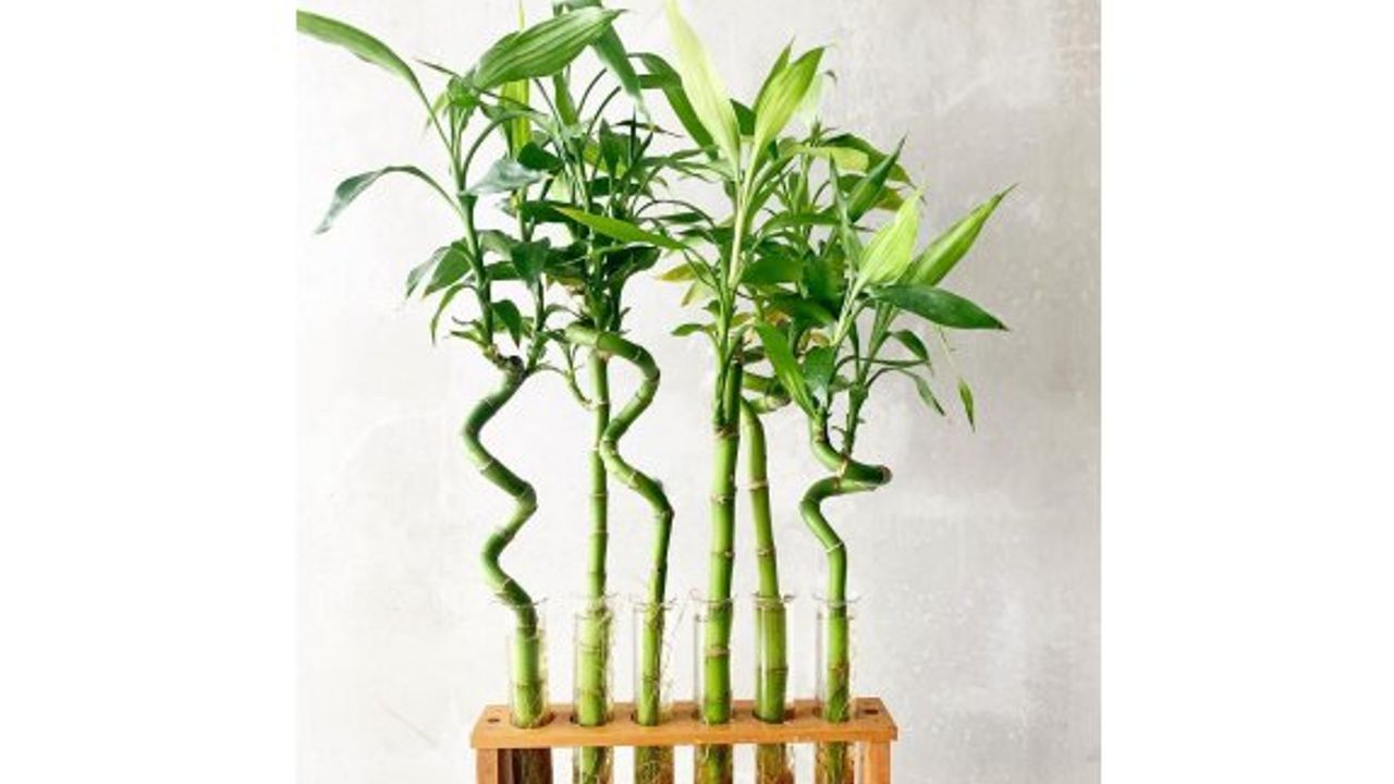 Feng-Shui’ye Göre Evimize Almamız Gereken 10 Bitki