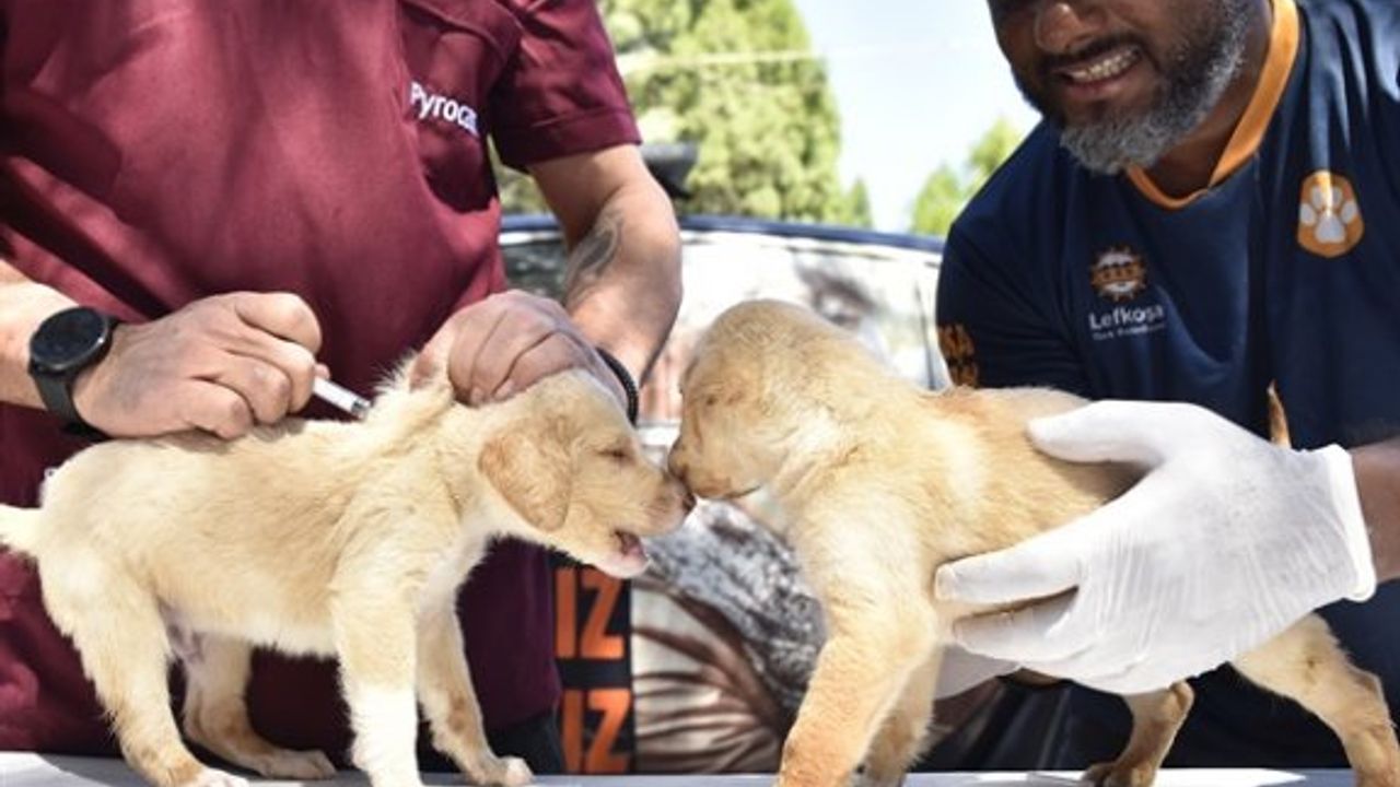 Lefkoşa Hayvan Barınağı'nda 285 hayvana aşılamaları yapıldı