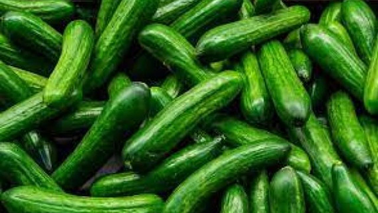 Salatalıkta limit üstü bitki koruma