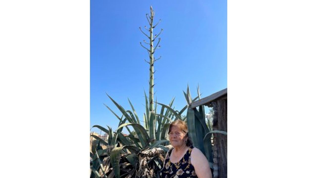 50 yıllık sabır çiçeği görenleri şaşırtıyor