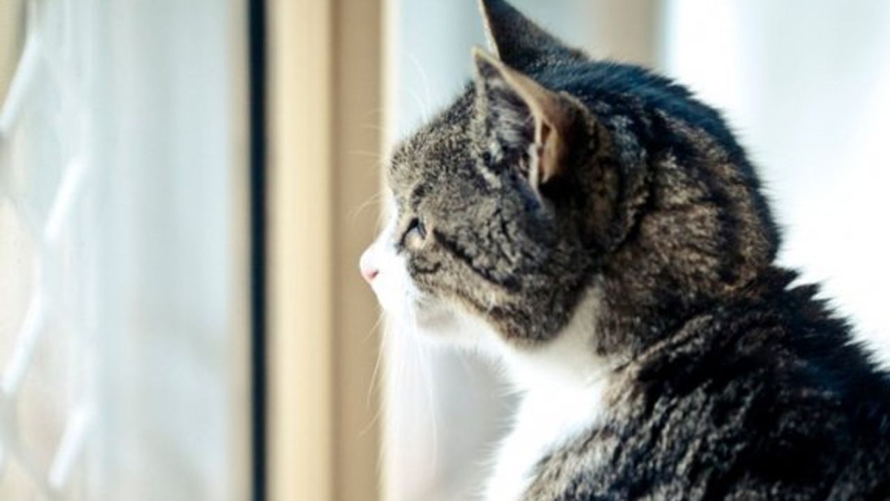 Almanya'da kedilere sokağa çıkma yasağı