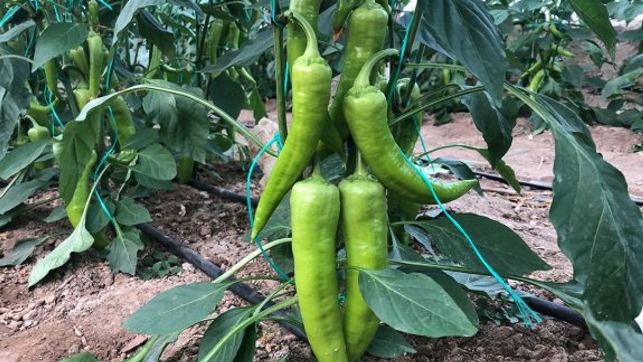 Çarliston biberde limit üstü bitki koruma ürünü tespit edildi