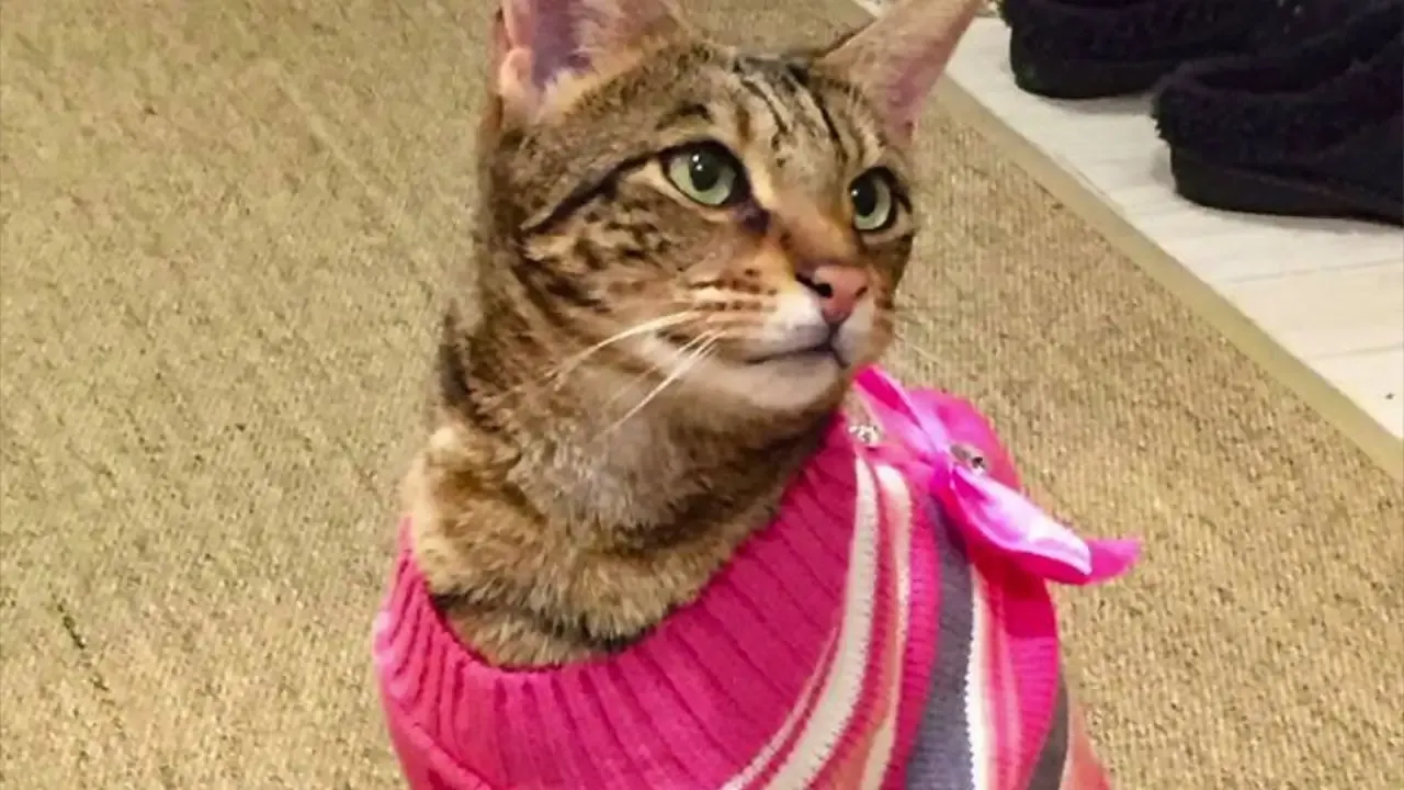 Hapse atılan kediye rekor tazminat