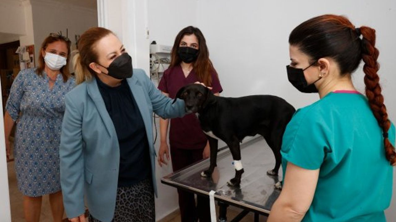 Sibel Tatar öncülüğünde sokak hayvanlarını kısırlaştırma projesi hayata geçirildi