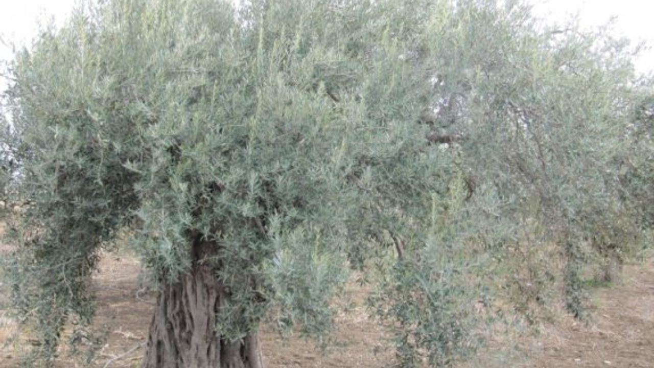 Tarım Dairesi'nden zeytin ağaçlarının ilaçlanması konusunda uyarı
