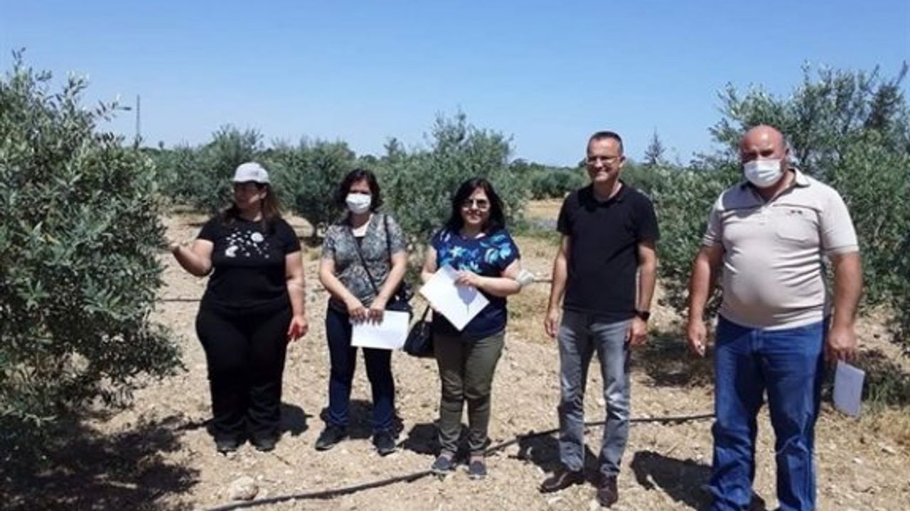 Yerli üzüm ve yerli zeytin genotiplerinin seleksiyon çalışmalarında tescil aşamasına gelindi