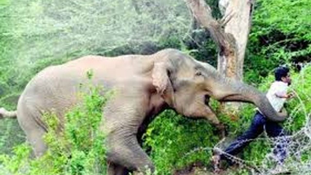 Zimbabve'de bu yıl 60 kişi fil saldırısında öldü