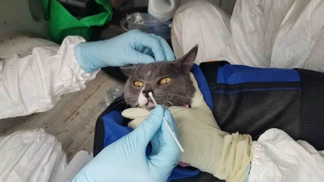 Bilim İnsanları uyarmıştı: Kediden insana geçen ilk Covid-19 vakası