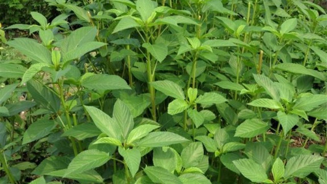 Domates ve molehiyada limit üstü, maydanozda ise tavsiye dışı koruma ürünü