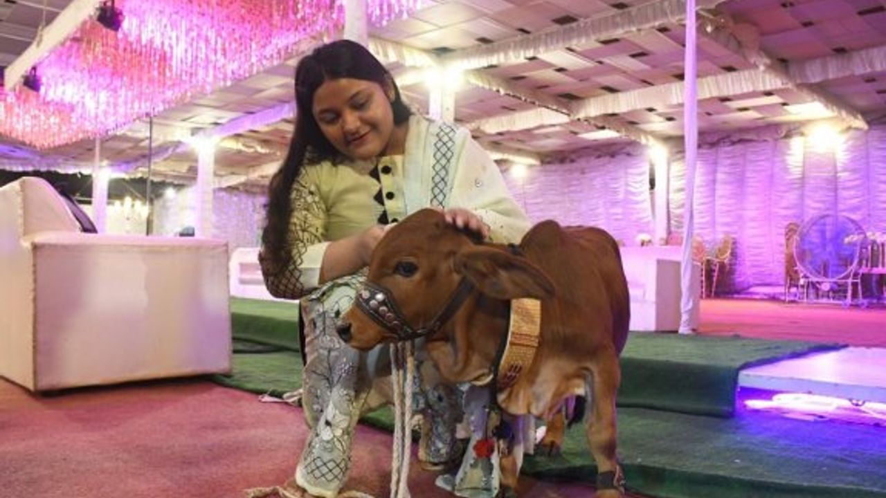 Dünyanın en küçük ineği Guinness rekorlar kitabına girecek