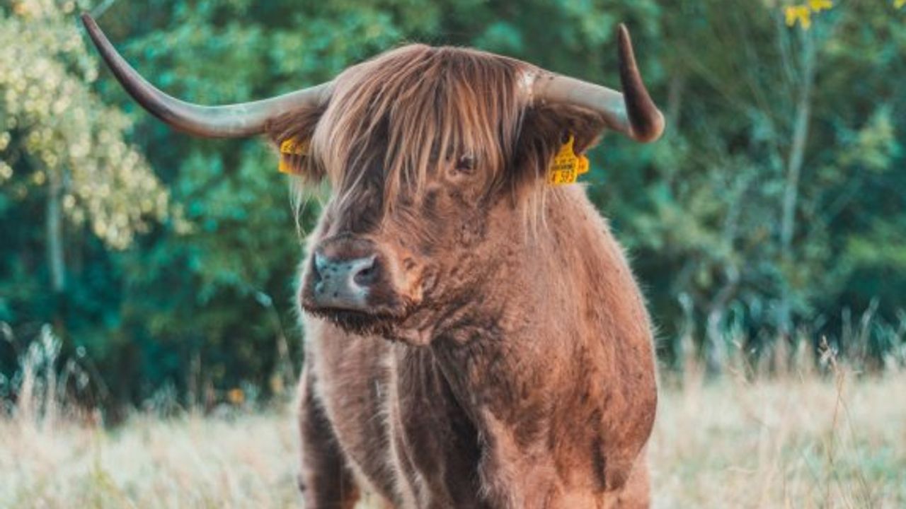 Güney Sudan'da bir çocuğu öldüren sığır tutuklandı