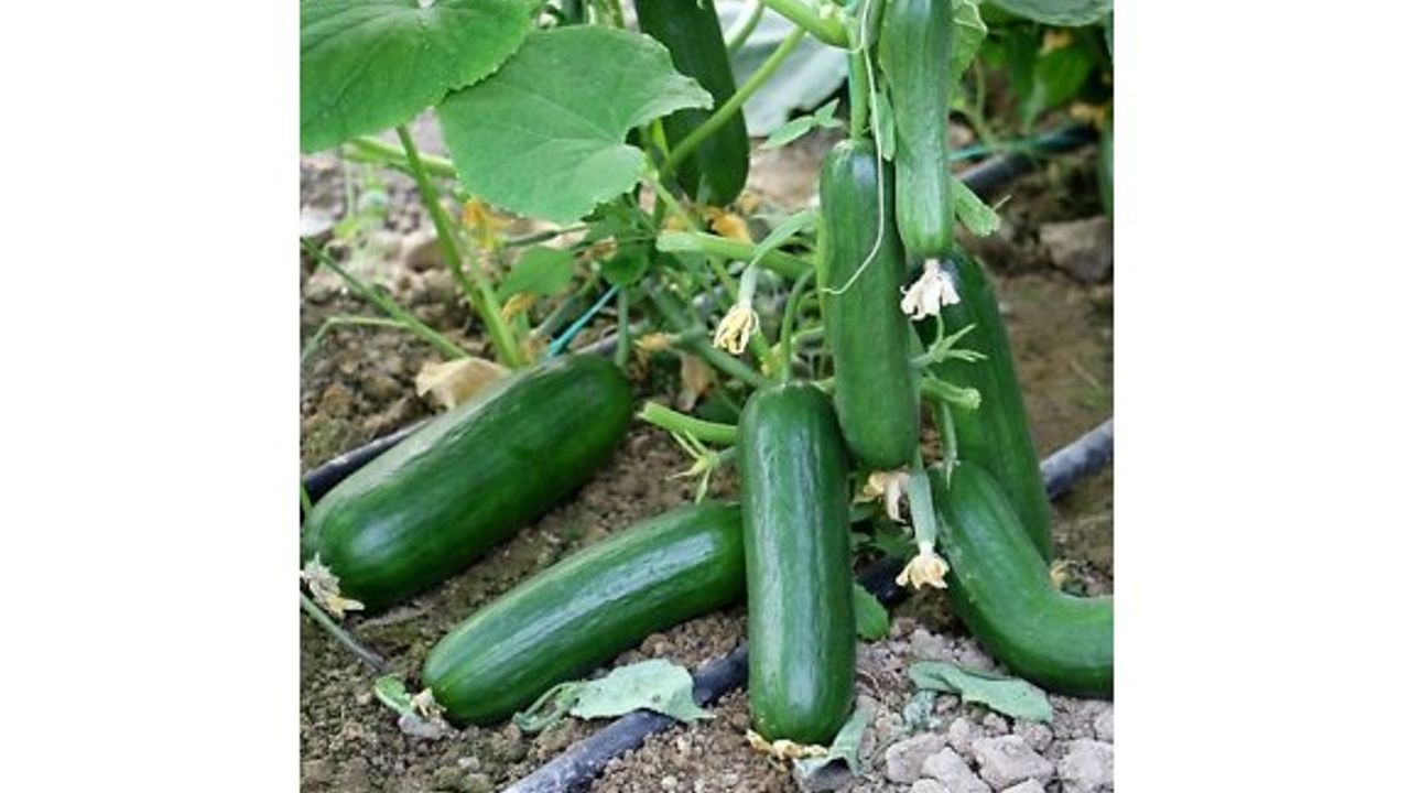 İki yerli ve bir ithal üründe limit üstü tavsiye dışı ilaç kalıntısı