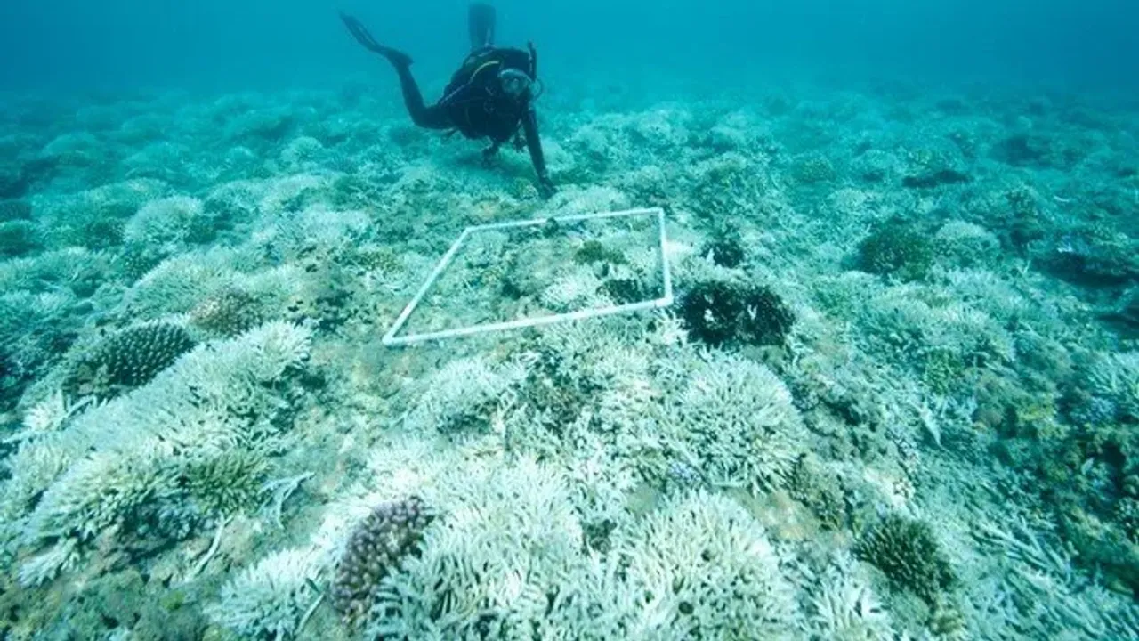 Suudi Arabistan'da 80 milyon yıllık deniz canlısı kalıntıları keşfedildi