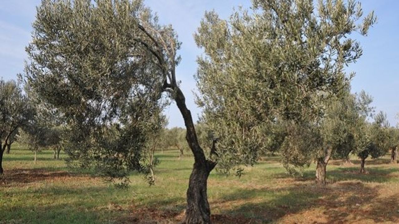 Zeytin ağaçlarında zararlı böcek mi var?