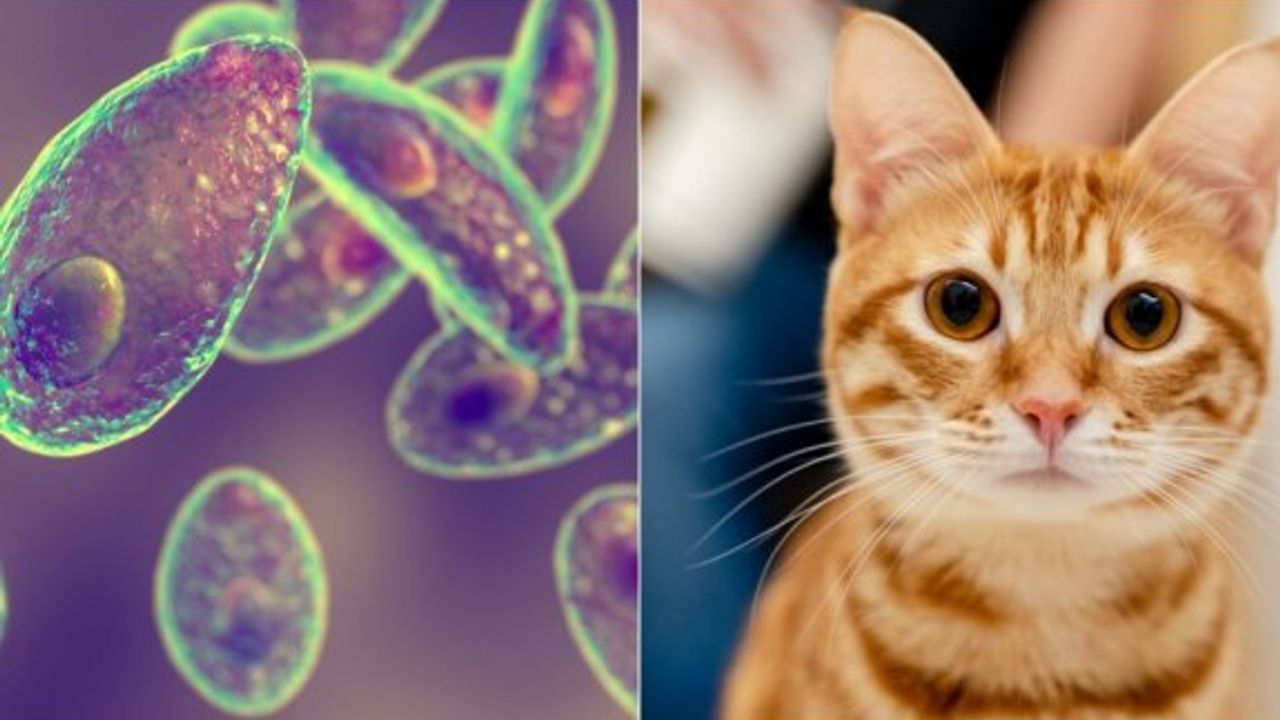 Kedilerden bulaşan ve ciddi göz problemlerine yol açan sinsi hastalık: Toksoplazmoz