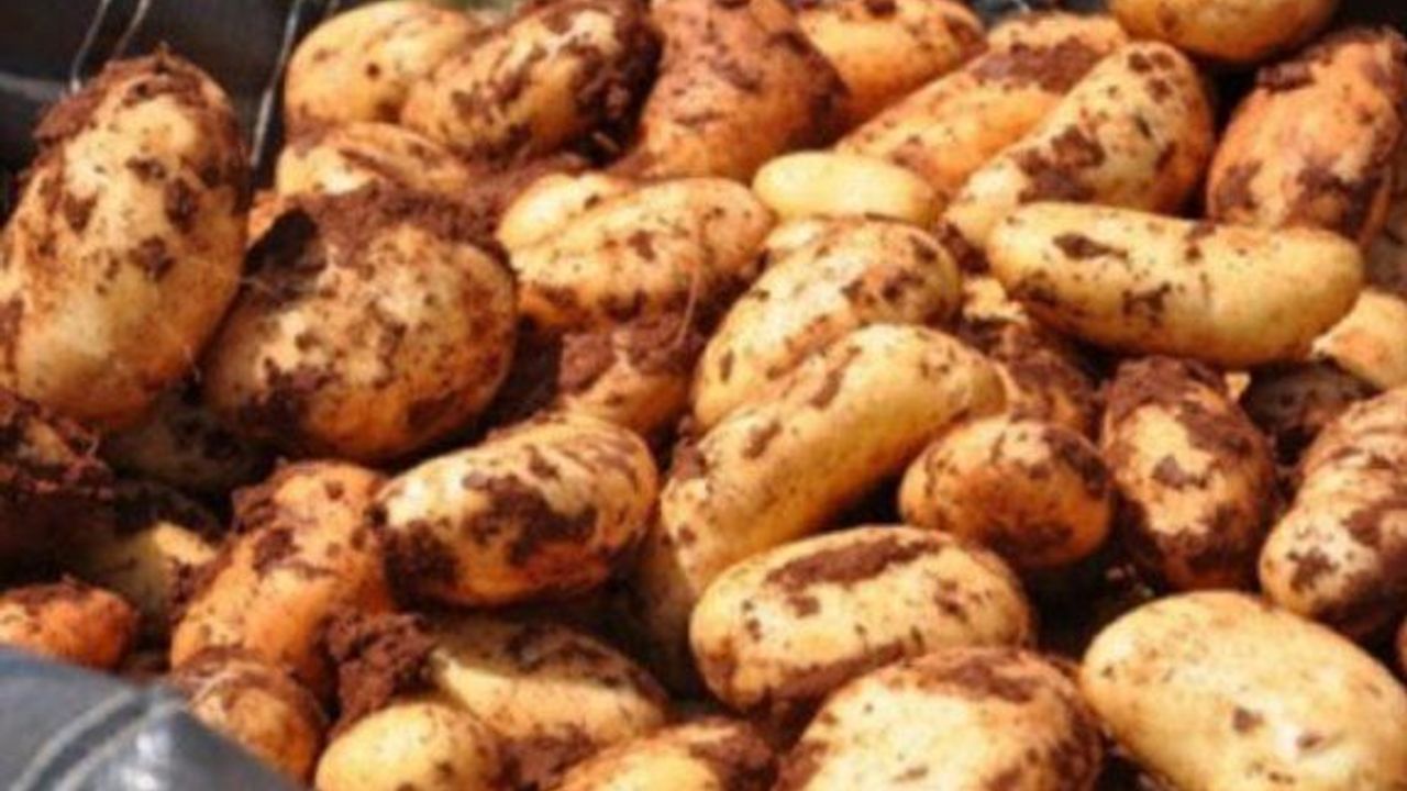 Kıbrıs patatesi için coğrafi işaretli ürün başvurusu