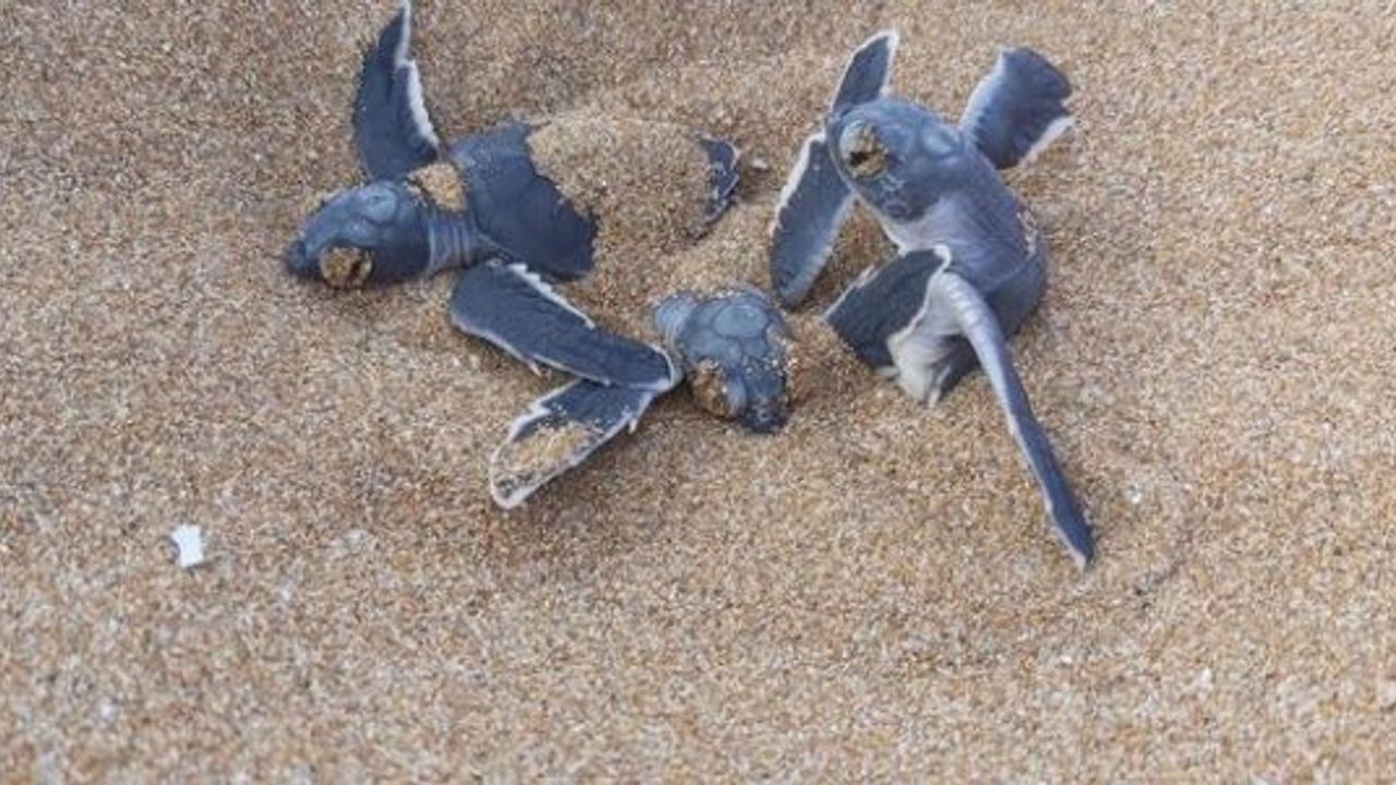 Minik Canların Özgürlüğüne Siz De Destek Olun