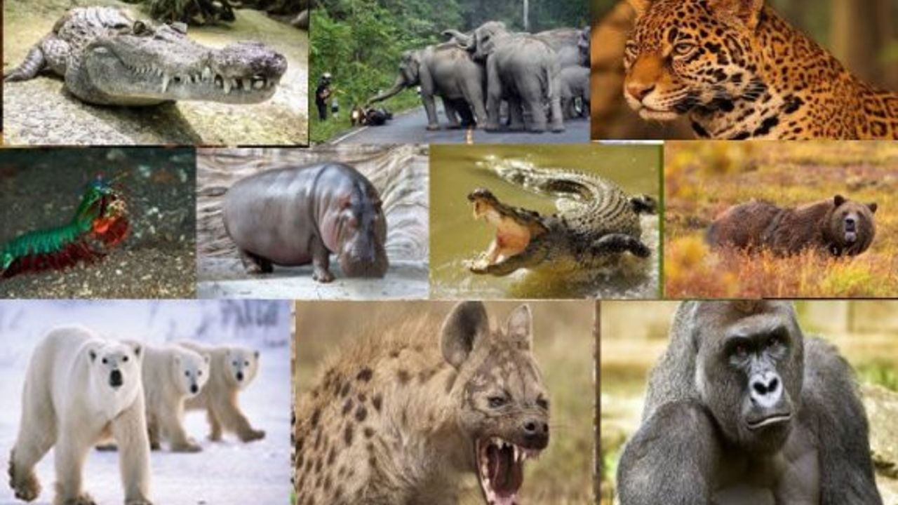 Dünyanın En Güçlü Isırığına Sahip 10 Hayvan