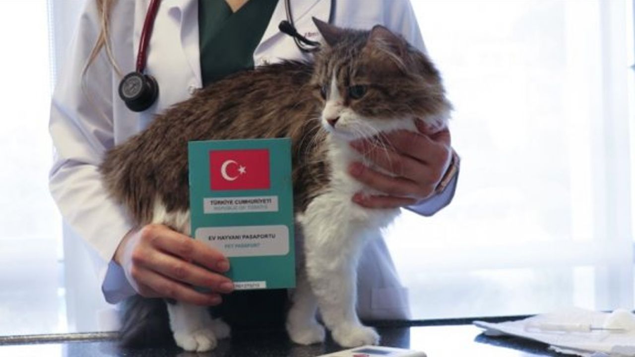 Ev hayvanlarına dijital kimlik uygulamasında son 2 haftaya girildi