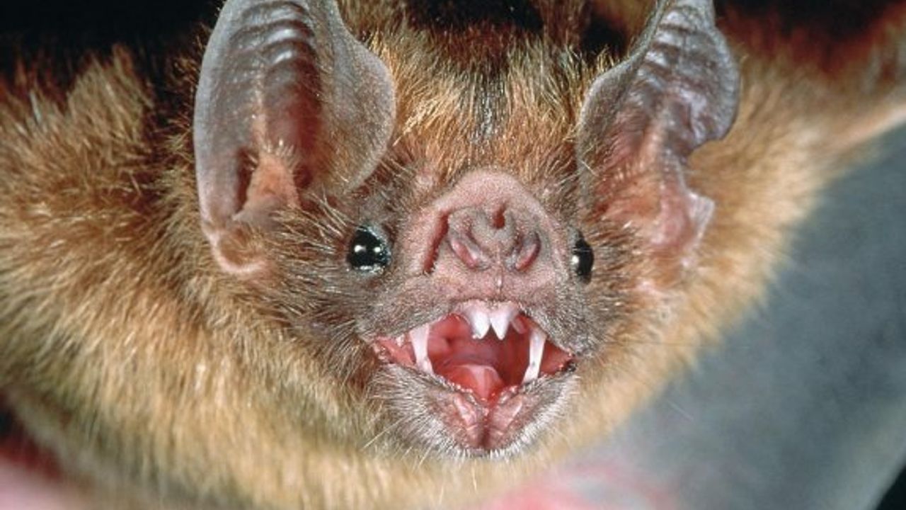 Hayvanlar aleminin en güçlü sesi yarasalarda çıktı