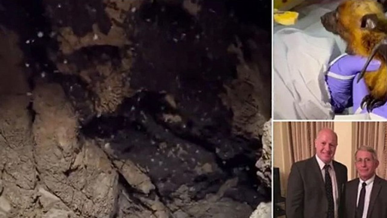 İngiliz bilim insanı: Covid-19’un merkezi Tayland'daki bir mağara