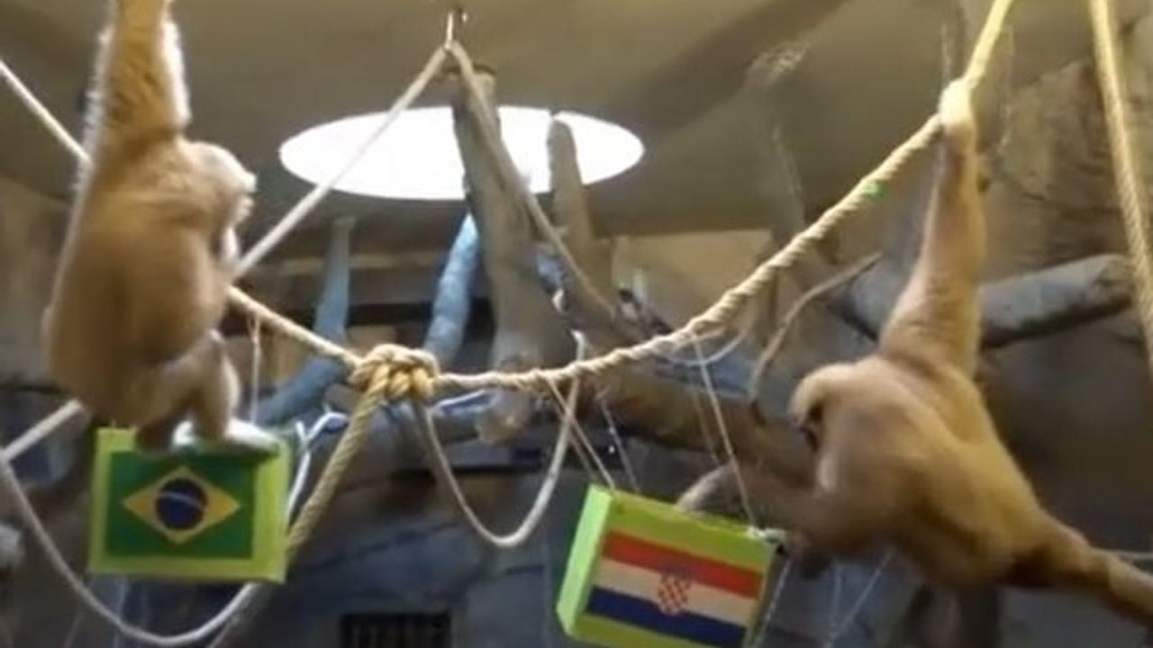 Kuracı maymun Kent, Dünya Kupası tahminini yaptı