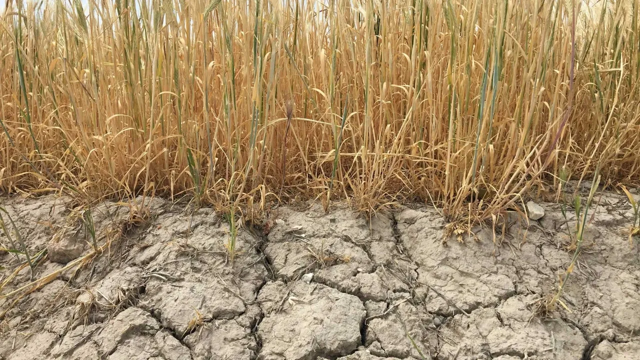 2021-2022 üretim yılı don, kuraklık ve verim kaybı tazminatları ödendi