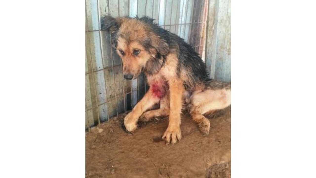 Akdoğan Hayvan Barınağı'nda kan donduran görüntüler