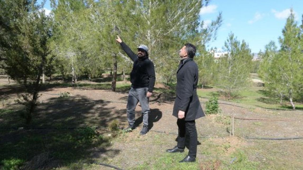 Gönyeli-Alayköy’de ağaçlar ilaçlandı, başarılı sonuç alındı