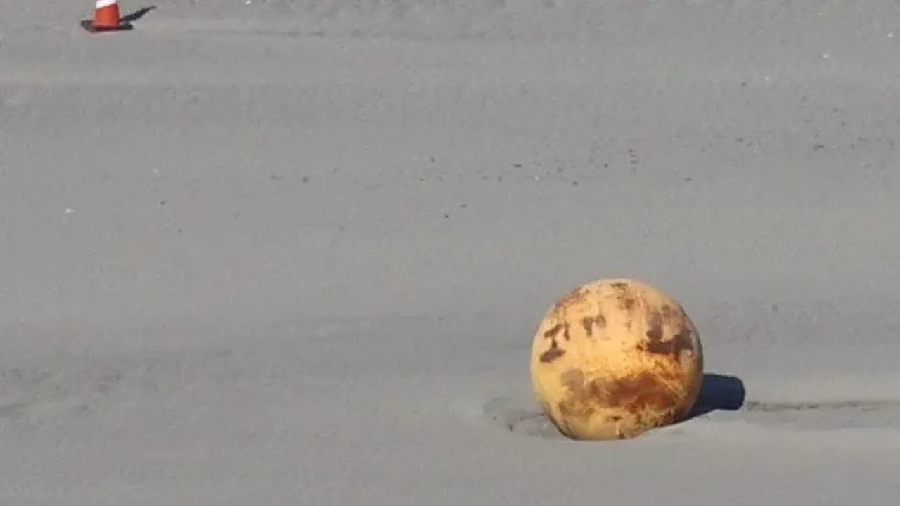 Japonya'da sahile vuran gizemli kürenin sırrı çözüldü