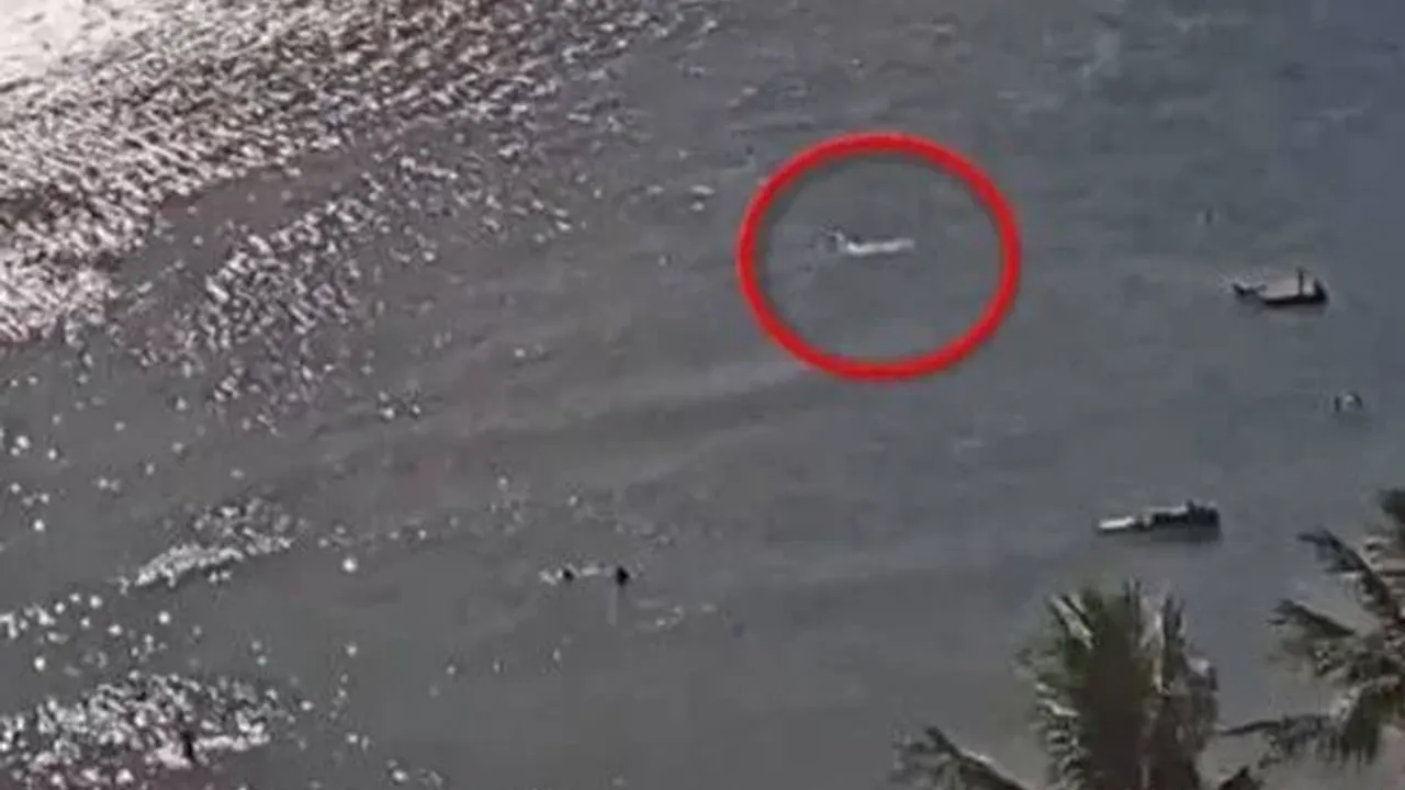 Kayıp Arjantinlinin kalıntıları köpek balığının karnında bulundu