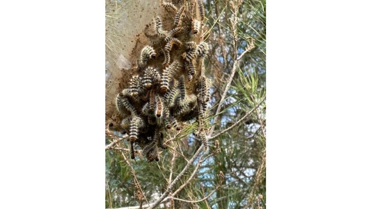 KEMA Vakfı, çam kese böceği  için çağrıda bulundu