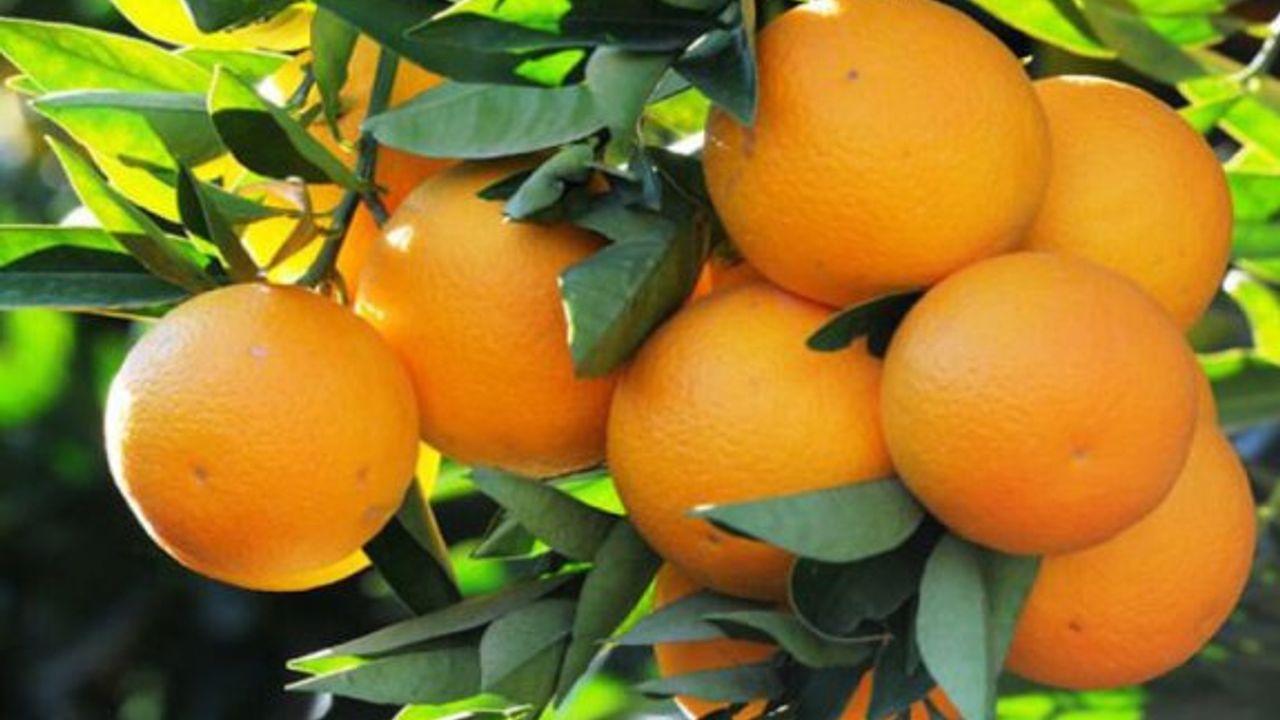 Narenciye üreticisi Valencia portakal ürününe iyi fiyat bekliyor